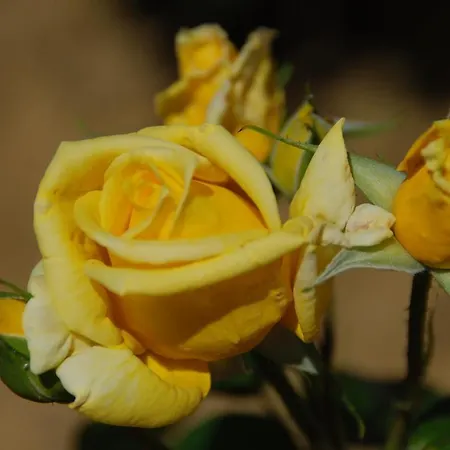 Domaine Sainte Barthe, Entre Marciac Et Nogaro 住宿加早餐酒店